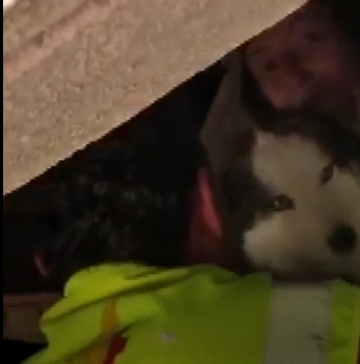 Câinle, vizibil slăbit, a supraviețuit miraculos 23 de zile sub dărâmături. Foto: Captură video