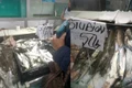 Scrumbie sturion jpg