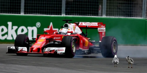 Germanul Sebastian Vettel conduce monopostul echipei Ferrari pe lîngă o pereche de pescăruşi care stau pe pista în timpul Marelui Premiu de Formula Unu canadian pe Circuitul Gilles Villeneuve din Montreal Canada FOTO AP