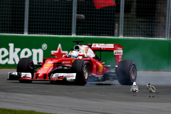 Germanul Sebastian Vettel conduce monopostul echipei Ferrari pe lîngă o pereche de pescăruşi care stau pe pista în timpul Marelui Premiu de Formula Unu canadian pe Circuitul Gilles Villeneuve din Montreal Canada FOTO AP