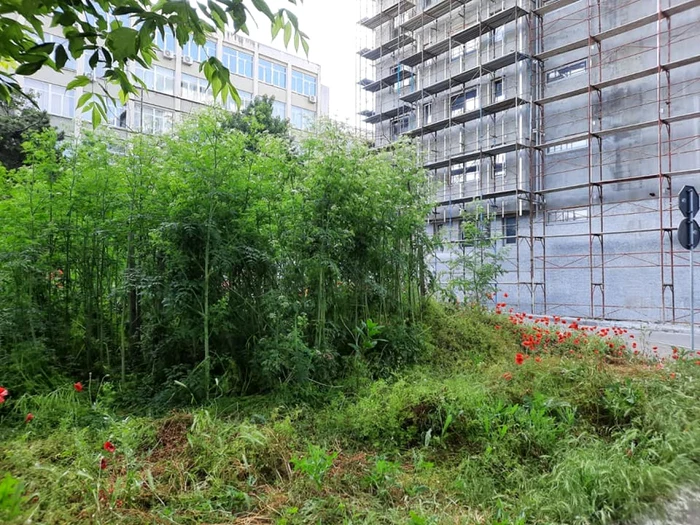 Spatiu verde Constanţa FOTO Mihai Ochiuleţ