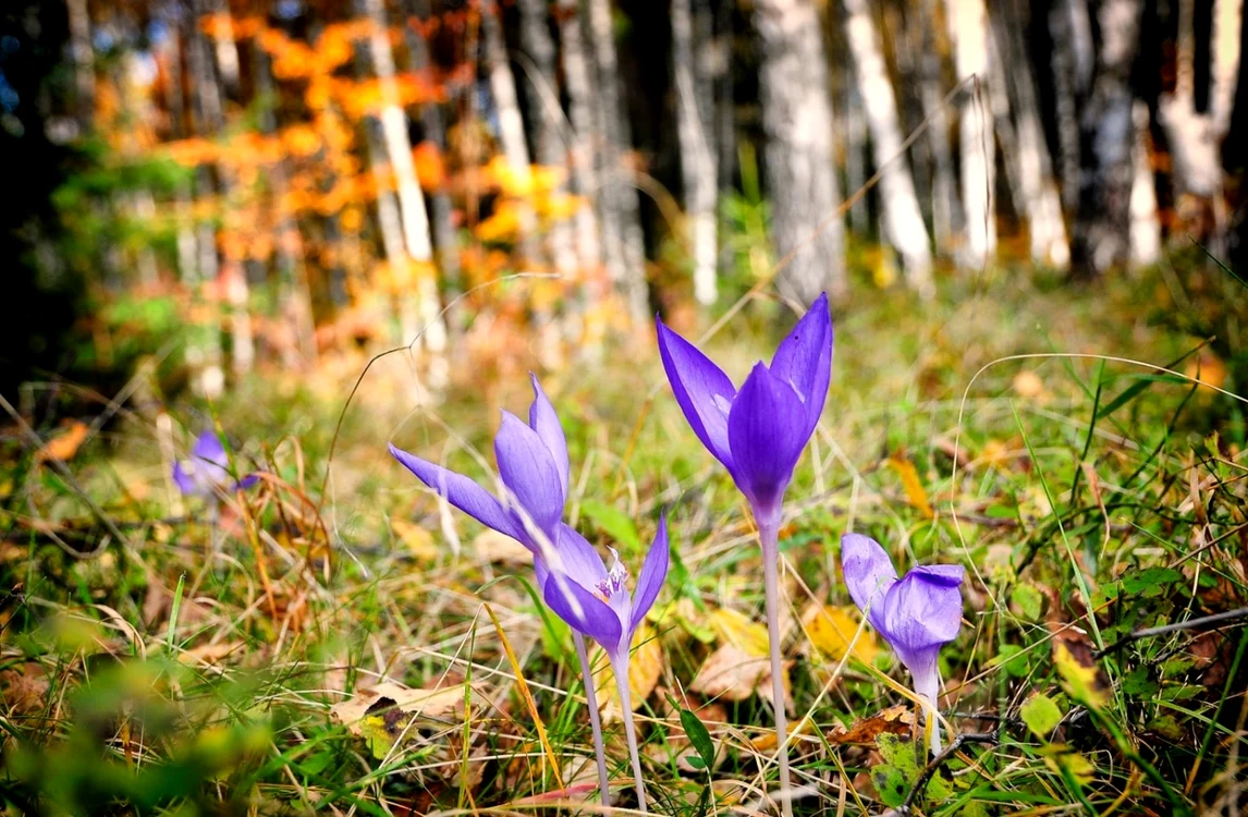 toamna in tinutul padurenilor fotografii claudiu nelega