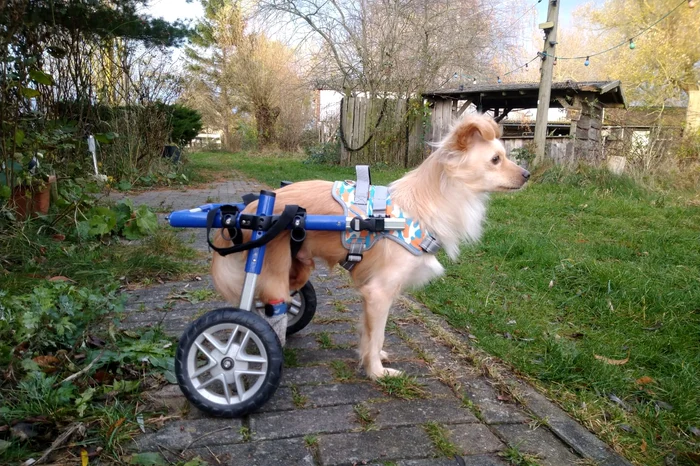Cățel cu handicap, adoptat FOTO: Help Lăbuș