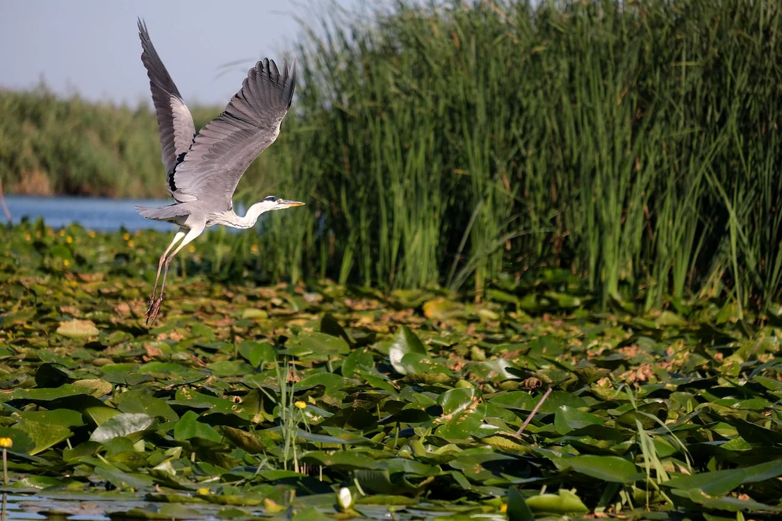 Ecosistemul acvatic din Delta ar putea fi afectat de dragarea canalului Bîstroie FOTO pixabay