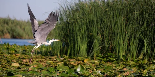 Delta Dunării Pixabay