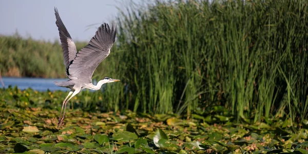 Delta Dunării Pixabay