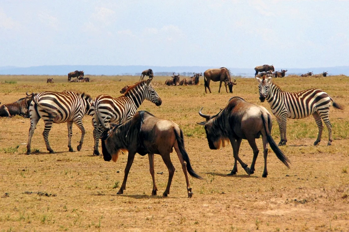kenya animale salbatice zebra