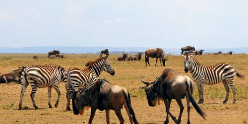 kenya animale salbatice zebra