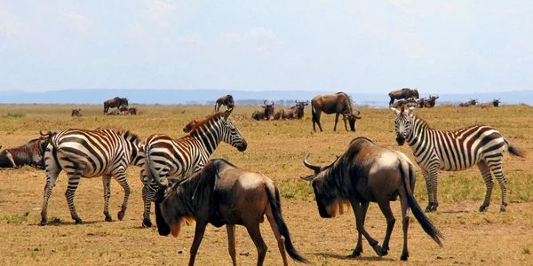 kenya animale salbatice zebra