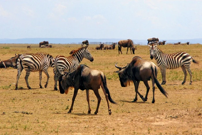 kenya animale salbatice zebra