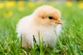 chicks 349035 640 jpeg