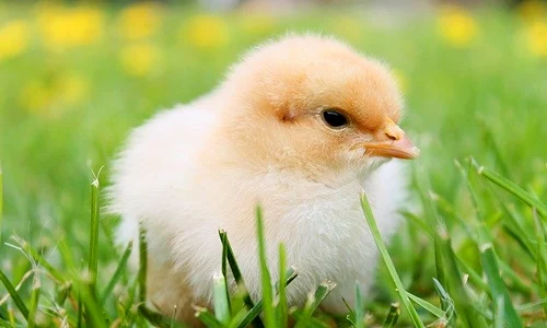 chicks 349035 640 jpeg
