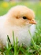 chicks 349035 640 jpeg