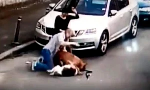 Amstaff ul a sfâșiat animalul, sub ochii stăpânei, care nu a reușit singură să l scoată din colții câinelui agresiv jpeg