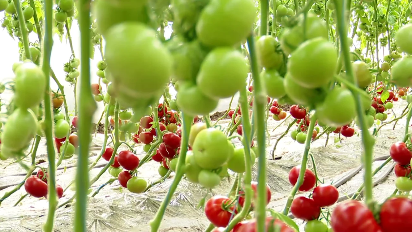 Legumicultorii se tem să nu le fie din nou afectate culturile de tomate în solarii FOTO. arhiva