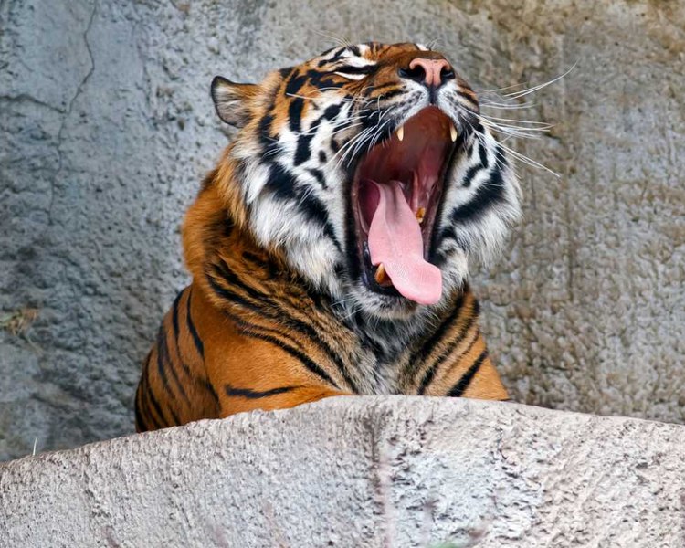 O îngrijitoare a fost atacată de un tigru într-un parc tematic australian