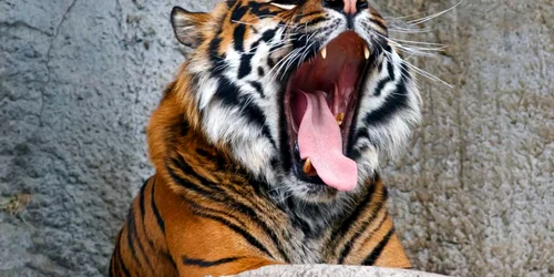 tigru de sumatra FOTO Shutterstock