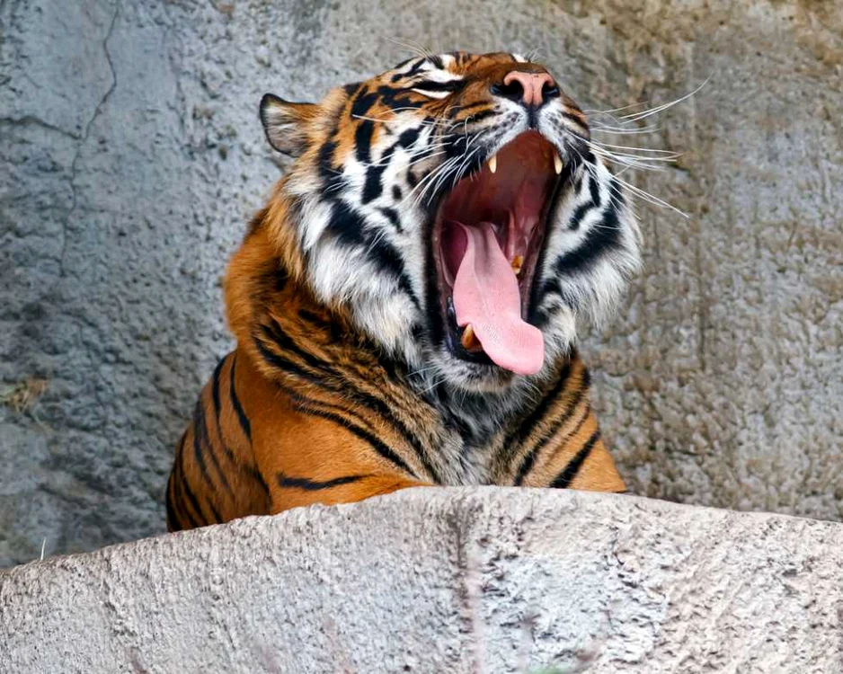Tigru FOTO: Shutterstock