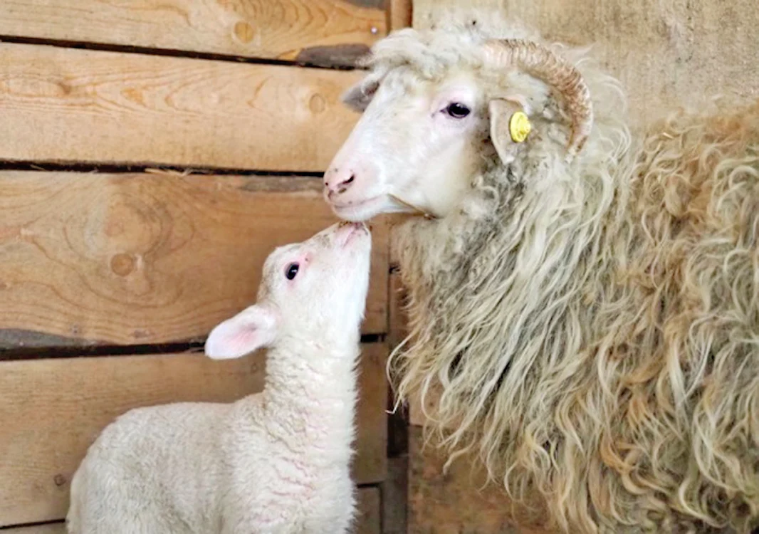 Easter şi mama ei  