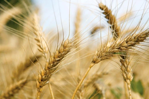 1 47470 original jpg jpeg