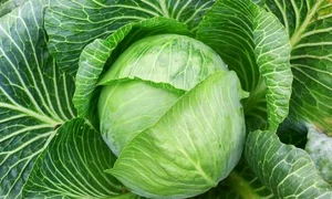 varza shutterstock 18715930 jpeg