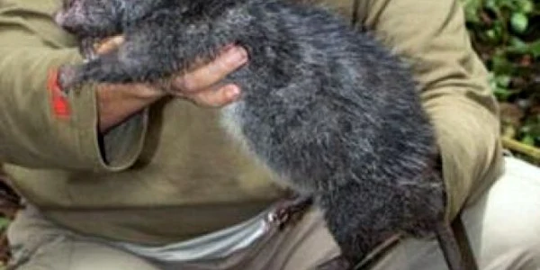 Cercetătorii au descoperit o nouă specie de şobolani (CNN)