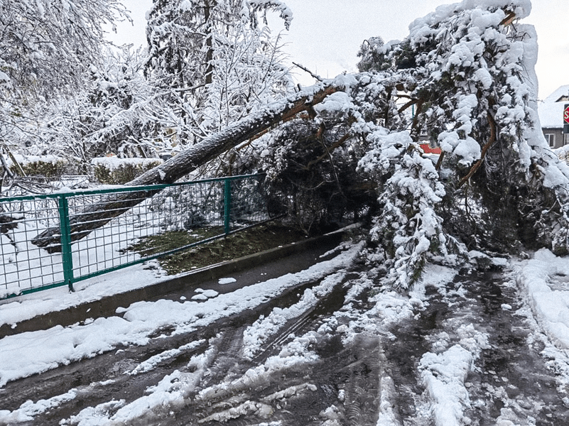 Peste 150 de arbori căzuți la Brașov, în urma ninsorii de marți. Ce problemă au avut pietonii
