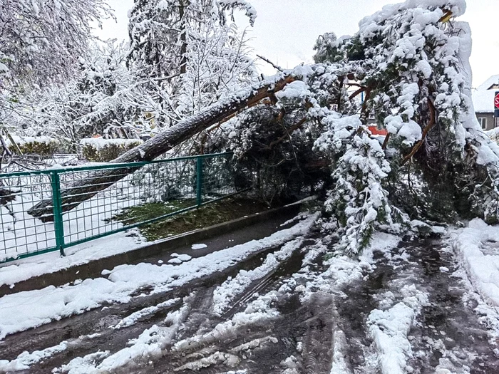 Arbore căzut la un loc de joacă din Brașov FOTO Primăria Brașov