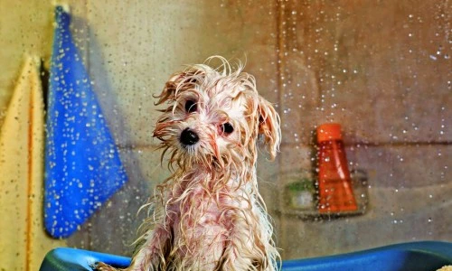 1 47323 original jpg jpeg