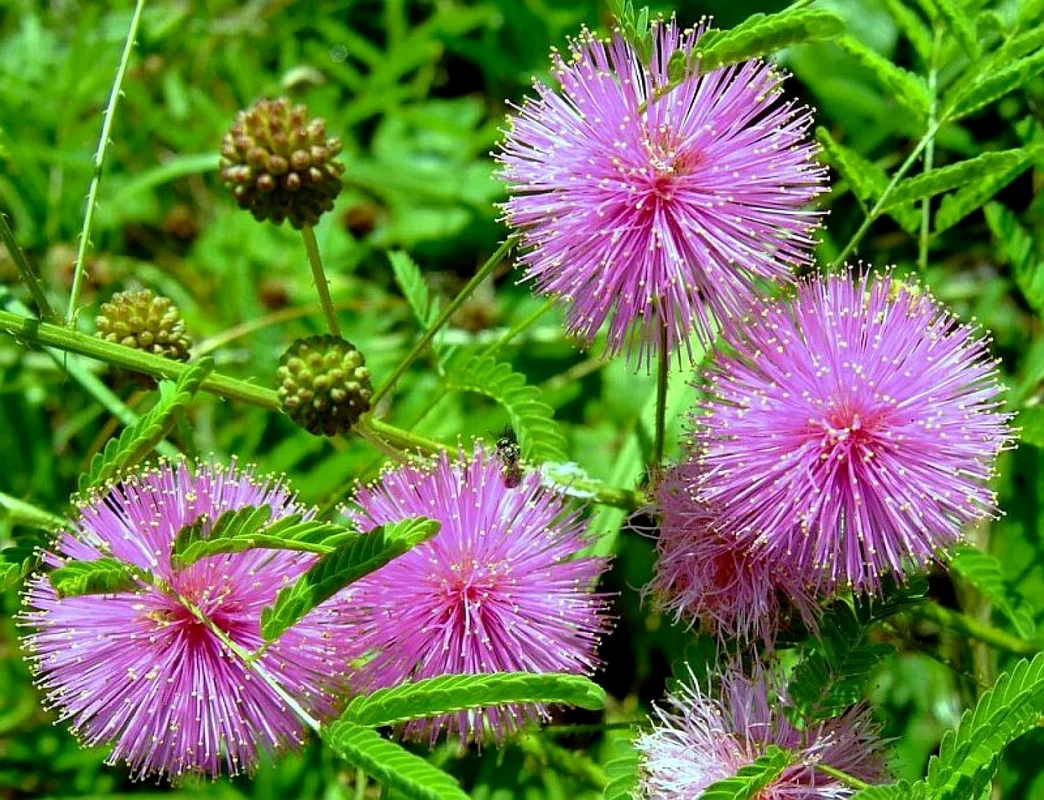 Mimosa Pudica