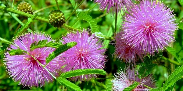 Mimosa Pudica
