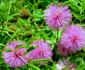 Mimosa Pudica