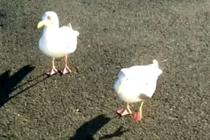 Pescărușul dansează pentru a primi mâncarefoto: captură video
