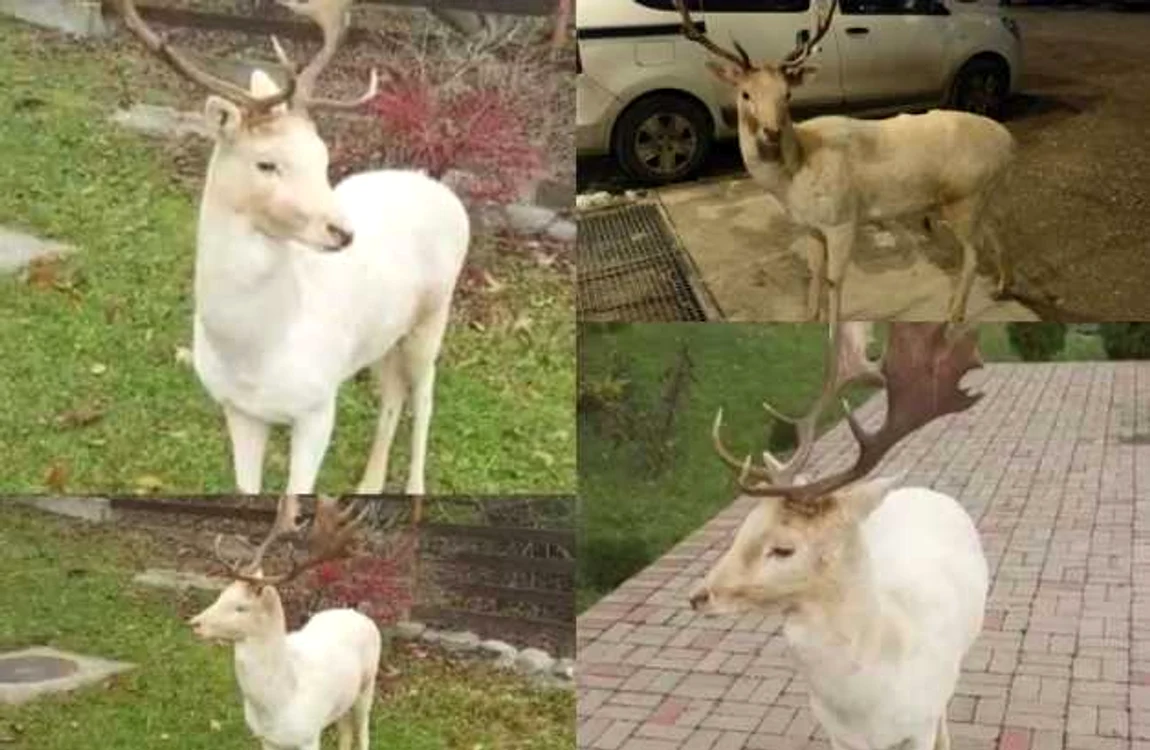 Cerbul alba a fost filmat într-un sat din comuna Bran, judeţul Braşov