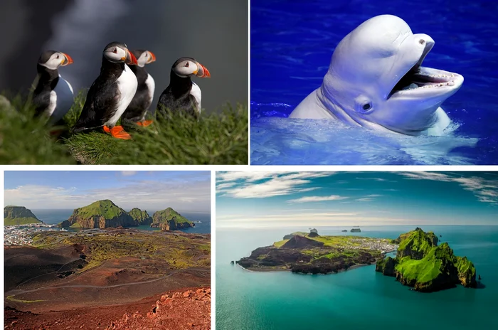Vestmannaeyjar - Insulele Vestman - din Islanda și minunile pe care le ascund Colaj