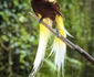 4 pasarea paradisului shutterstock 623682635 jpg jpeg