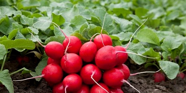 calarasi ridichea un aliment care potoleste foamea foto agrointel.ro