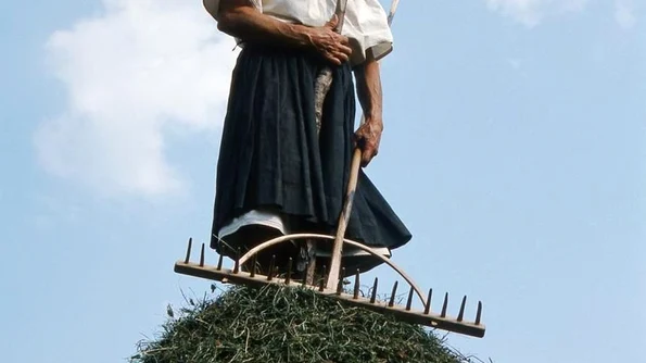 Tradițiile și tranzițiile fânului jpeg