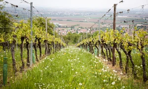 vita de vie foto unsplash