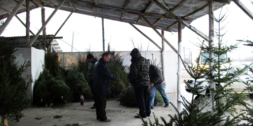 În Giurgiu brazii se vând greu din cauza locaţiilor