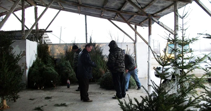 În Giurgiu brazii se vând greu din cauza locaţiilor