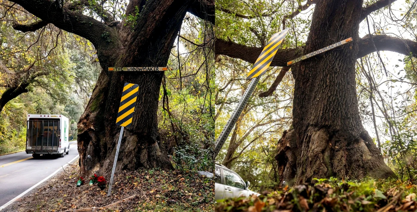 „The Widowmaker”, copacul care le dă teroare celor din Carolina de Sud / foto: Instragram