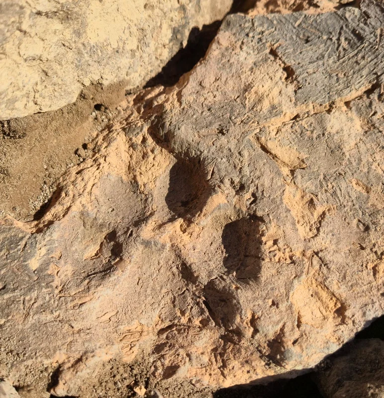 Amprenta unui câine, descoperită într-o cărămidă din situl Tavşanlı Höyük