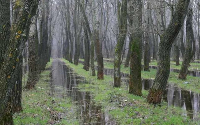 Fondul forestier al Republicii Moldova este foarte mic. FOTO Arhivă Adevărul