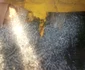 accident husi
