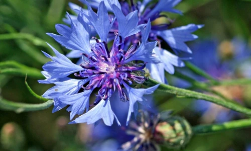 1 55100 original jpg jpeg