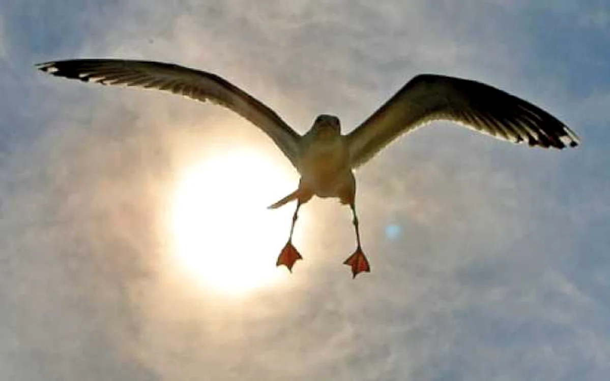 Un albatros furios atacă în picaj „tunul“ fotografului