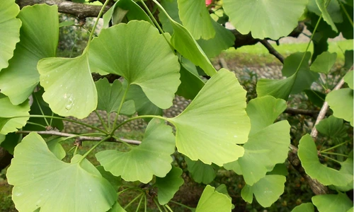 anticoagulante naturaleanticoagulante naturale jpeg