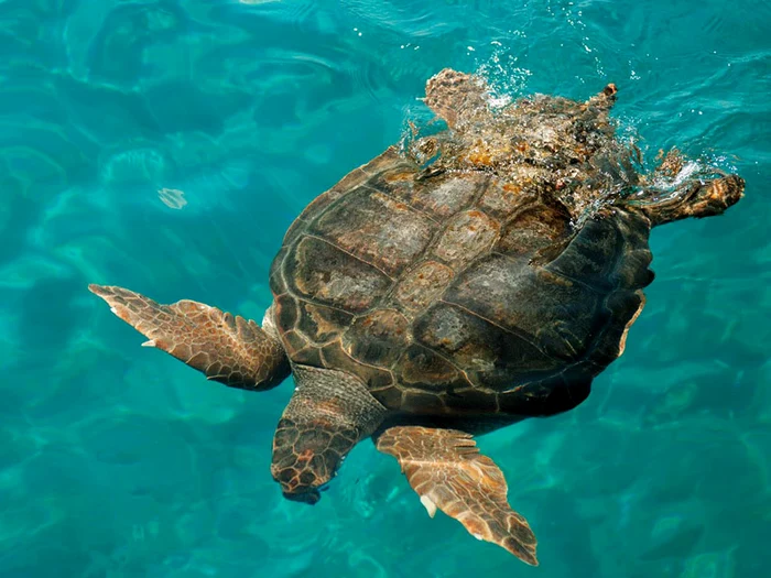 Laganas, Zakynthos, noua capitală a distracţiei