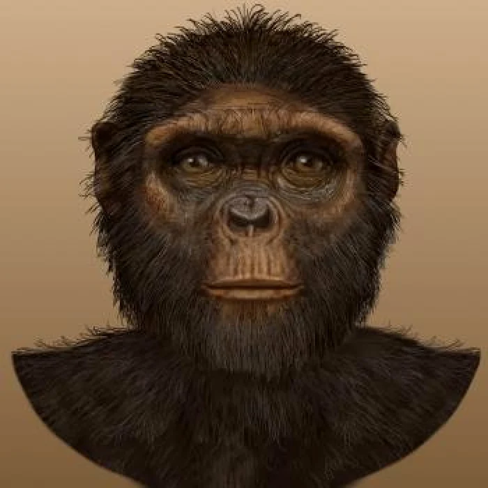 Hominid, Reconstituire. FOTO discovery.org